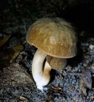 These young caps have cespitose stalks, joined at the base. 